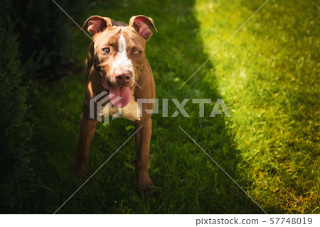 Young American Staffordshire pitbull dog outdoors in summer day 57748019