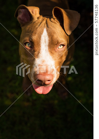 Young American Staffordshire pitbull dog outdoors in summer day 57748136