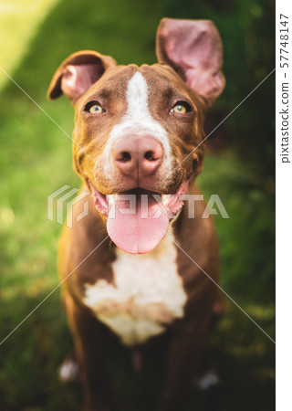 Young American Staffordshire pitbull dog outdoors in summer day Young American Staffordshire pitbull dog outdoors in summer day 57748147