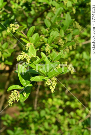 Tree: Ibotanaceae, Department of Paraffin, Tsukuba Experimental Botanical Garden Tree: Ibotanaceae, Department of Paraffin, Tsukuba Experimental Botanical Garden 57748152