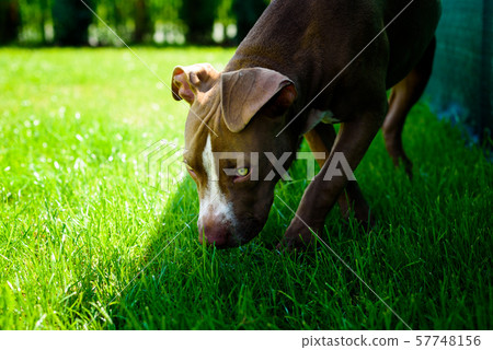 Young American Staffordshire pitbull dog outdoors in summer day Young American Staffordshire pitbull dog outdoors in summer day 57748156