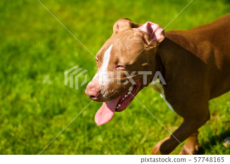 Young American Staffordshire pitbull dog outdoors in summer day 57748165
