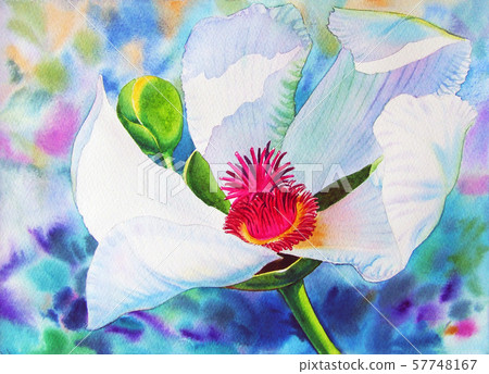 Realistic colorful of white flower Realistic colorful of white flower 57748167