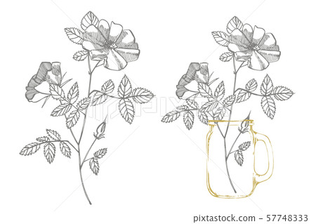 Wild rose flowers drawing and sketch illustrations. Decorative floral set for fabric, textile Wild rose flowers drawing and sketch illustrations. Decorative floral set for fabric, textile 57748333