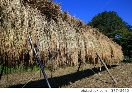 Rice field Rice field 57748420