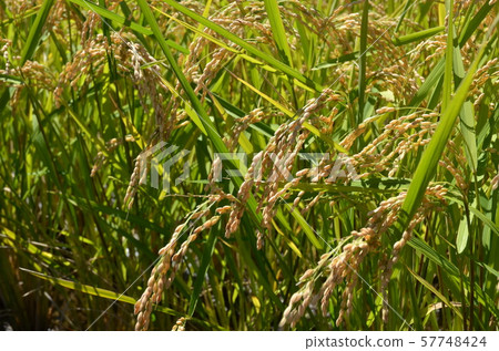 Paddy field Paddy field 57748424