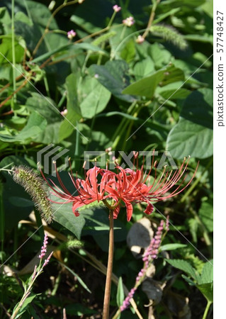 Cluster amaryllis Cluster amaryllis 57748427