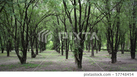Forestry plantations increase green space. 57748454