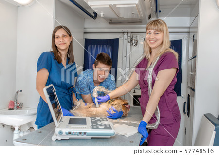 Professional pet doctors doing ultrasound scan for 57748516