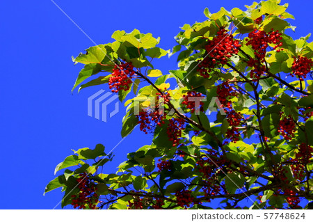 在藍天的紅色果子 57748624