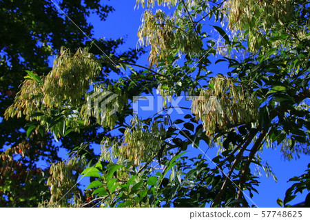 Shine in the blue sky 57748625