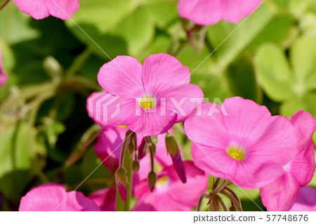 A pink Oxalis flower that blooms in Mitaka Nakahara A pink Oxalis flower that blooms in Mitaka Nakahara 57748676