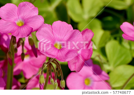 在三鷹中原開花的粉紅色Oxalis花 57748677