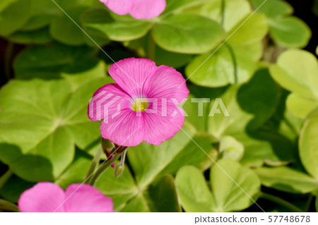 在三鷹中原開花的粉紅色Oxalis花 57748678