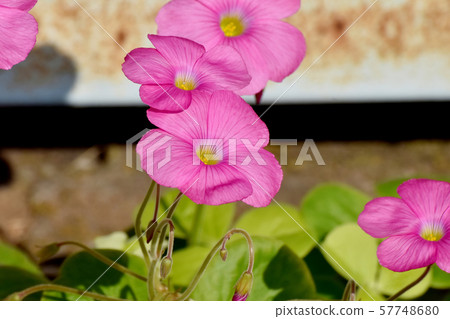 在三鷹中原開花的粉紅色Oxalis花 57748680