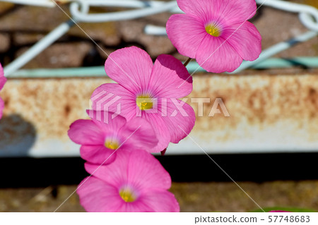 A pink Oxalis flower that blooms in Mitaka Nakahara 57748683