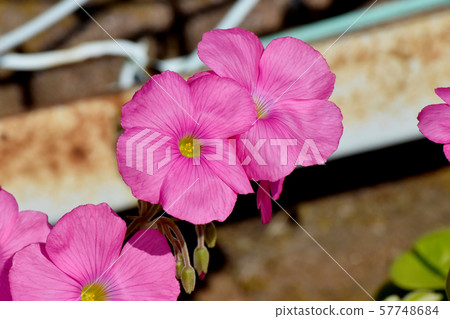 A pink Oxalis flower that blooms in Mitaka Nakahara 57748684