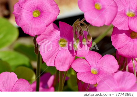 在三鷹中原開花的粉紅色Oxalis花 57748692