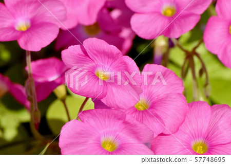 A pink Oxalis flower that blooms in Mitaka Nakahara A pink Oxalis flower that blooms in Mitaka Nakahara 57748695