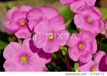 A pink Oxalis flower that blooms in Mitaka Nakahara A pink Oxalis flower that blooms in Mitaka Nakahara 57748711