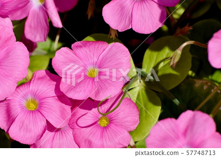 在三鷹中原開花的粉紅色Oxalis花 57748713