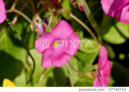 在三鷹中原開花的粉紅色Oxalis花 57748719