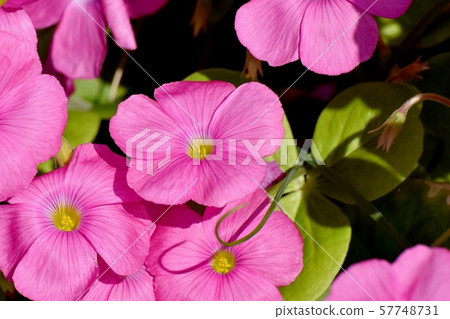 A pink Oxalis flower that blooms in Mitaka Nakahara 57748731