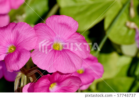 在三鷹中原開花的粉紅色Oxalis花 57748737