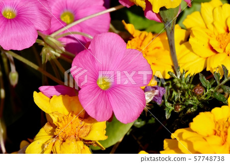 A pink Oxalis flower that blooms in Mitaka Nakahara 57748738