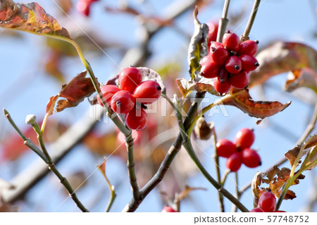 Red dogwood fruit to be in Mishima Nakahara Red dogwood fruit to be in Mishima Nakahara 57748752