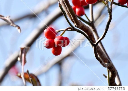 紅山茱萸果實在三島中原 57748753