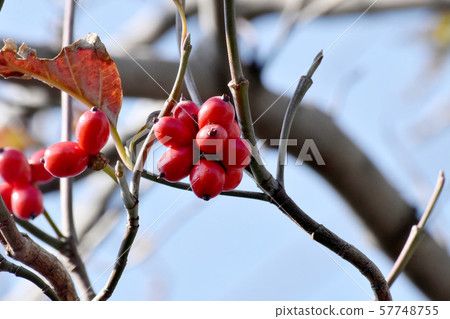 紅山茱萸果實在三島中原 紅山茱萸果實在三島中原 57748755