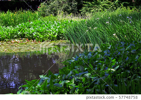 A garden A garden 57748758