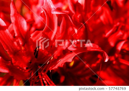 Cluster amaryllis Cluster amaryllis 57748769