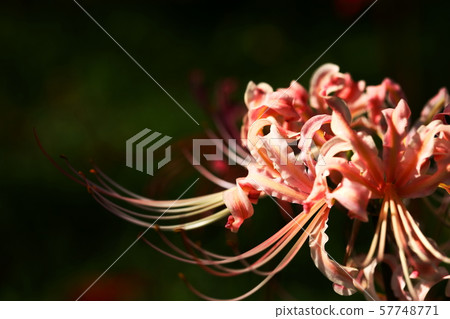 Cluster amaryllis 57748771