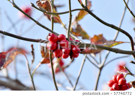Red dogwood fruit to be in Mishima Nakahara Red dogwood fruit to be in Mishima Nakahara 57748772