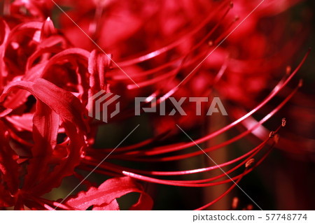 群集孤挺花 群集孤挺花 57748774