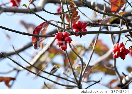 Red dogwood fruit to be in Mishima Nakahara Red dogwood fruit to be in Mishima Nakahara 57748794