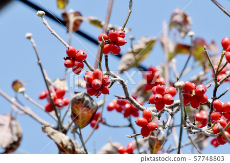 Red dogwood fruit to be in Mishima Nakahara 57748803