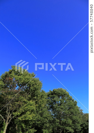 藍天和樹 57748840