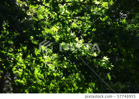 Blue leaves 57748955