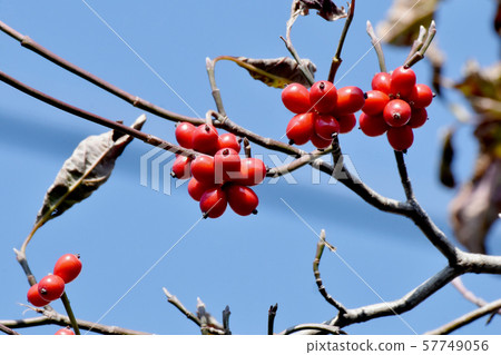 Red dogwood fruit to be in Mishima Nakahara Red dogwood fruit to be in Mishima Nakahara 57749056