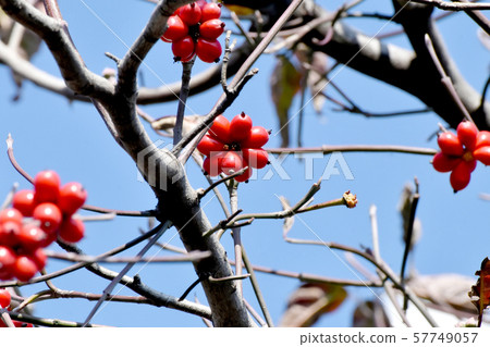 Red dogwood fruit to be in Mishima Nakahara Red dogwood fruit to be in Mishima Nakahara 57749057