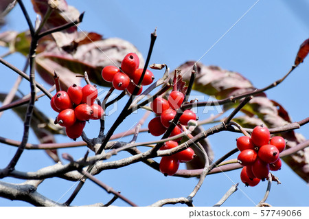 紅山茱萸果實在三島中原 57749066