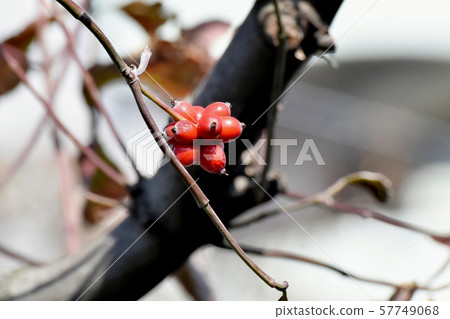 紅山茱萸果實在三島中原 57749068