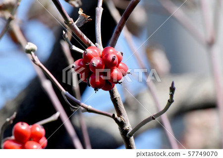紅山茱萸果實在三島中原 紅山茱萸果實在三島中原 57749070