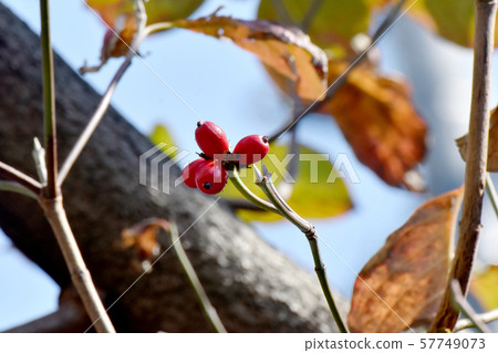 紅山茱萸果實在三島中原 紅山茱萸果實在三島中原 57749073