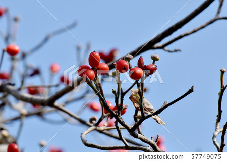 紅山茱萸果實在三島中原 紅山茱萸果實在三島中原 57749075