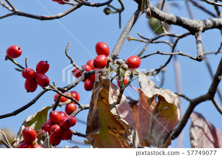 紅山茱萸果實在三島中原 紅山茱萸果實在三島中原 57749077