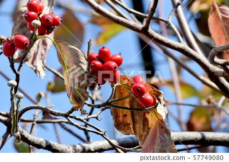 紅山茱萸果實在三島中原 紅山茱萸果實在三島中原 57749080